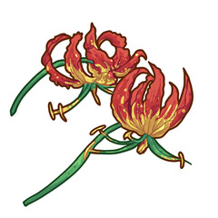 Flame Lily Flower Illustration, Tropical Plant, Flame Lily