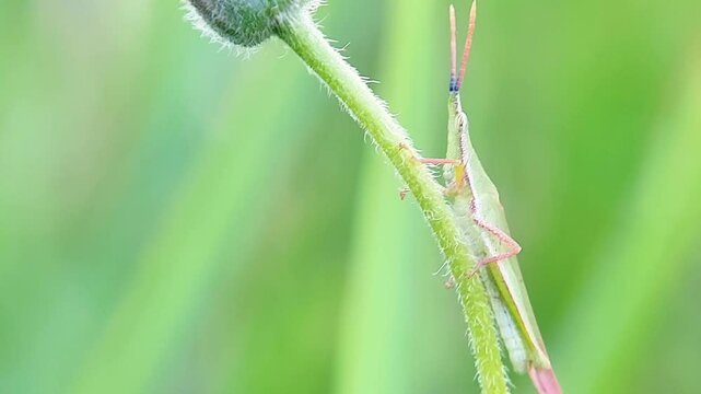 High quality, Oriental long-headed grasshopper - Acrida cinerea - on a dandelion flower stalk.