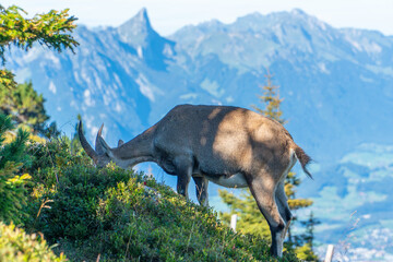 Female ibex with young eating on a mountain ridge over the lake of Thun in Switzerland