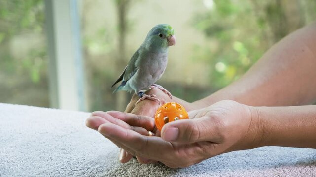 Hand holding toy to paly with bird.