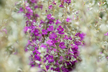 The flowers of a Leucophyllum frutescens plant. The species is also called Texas Ranger, Texas...