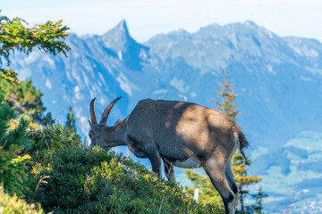 Female ibex with young eating on a mountain ridge over the lake of Thun in Switzerland