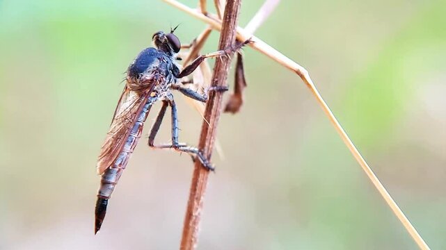High quality, Macro footage of a Robber Fly on a dry trunk in the afternoon.