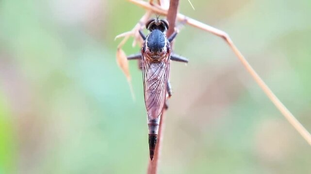 High quality, Macro footage of a Robber Fly on a dry trunk in the afternoon.