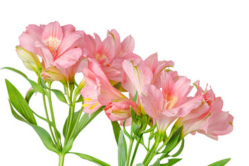 Fototapeta premium pink alstroemeria flower, Lily of the Incas, in vase on isolated white background close-up