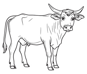 Hand drawn animal outline illustration black and white cow