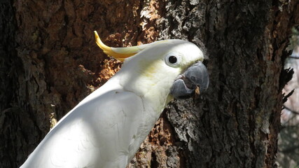 white cockatoo parrot © Andrew