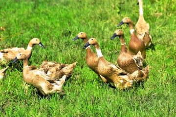 Indonesian local duck activities that look for food and are bred in paddy fields