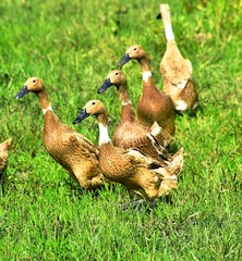 Indonesian local duck activities that look for food and are bred in paddy fields