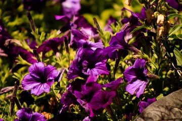 flowers in the garden