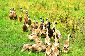 Indonesian local duck activities that look for food and are bred in paddy fields