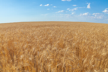 Beautiful scenic picture of a field of ripe wheat and blue, cloudy sky on a summer day