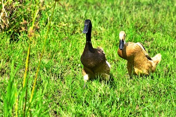 Indonesian local duck activities that look for food and are bred in paddy fields