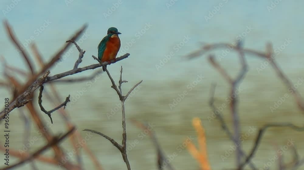 Poster kingfisher isolated on a branch in front of water waiting to catch fish.
