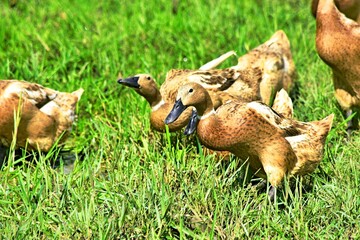 Indonesian local duck activities that look for food and are bred in paddy fields