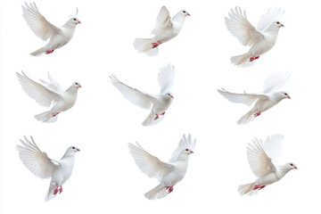 Obraz premium Flock of white doves soaring gracefully in the sky