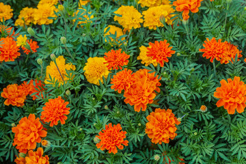 Beautiful marigold flowers. Close-up marigold flowers (Tagetes erecta, Aztec, African marigold flower)