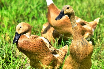 Indonesian local duck activities that look for food and are bred in paddy fields
