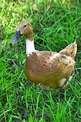 Indonesian local duck activities that look for food and are bred in paddy fields