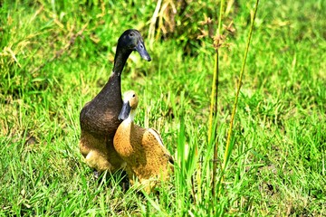 Indonesian local duck activities that look for food and are bred in paddy fields