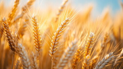 Wheat field with the sun. Golden wheat ears close-up. A fresh crop of rye