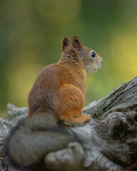 Eichhörnchen