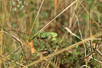 Paarung der Europäischen Gottesanbeterin (Mantis religiosa)