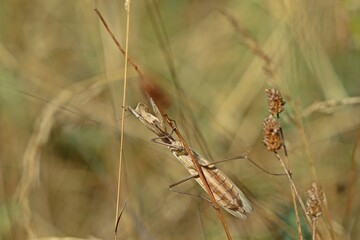 Weibliche Europäische Gottesanbeterin (Mantis religiosa)