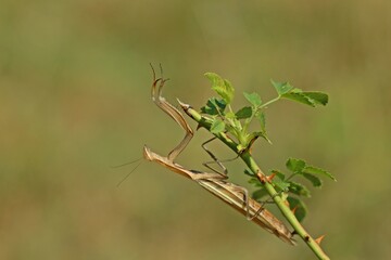 Weibliche Europäische Gottesanbeterin (Mantis religiosa)