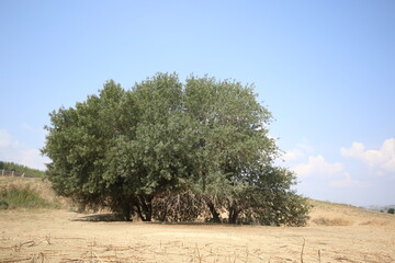 Old Pistacia terebinthus (Turpentine tree) tree in the field