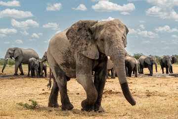 Obraz premium Elephant herd visting a waterhole in Etosha National Park in Namibia