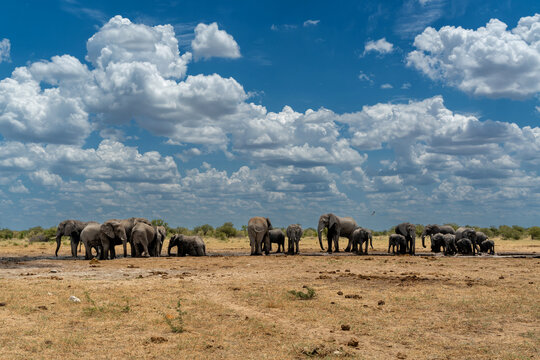 Elephant herd visting a waterhole in Etosha National Park in Namibia
