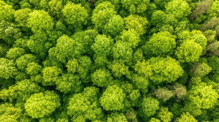 Fototapeta premium This aerial perspective highlights the vibrant greens of a dense forest, with a thick canopy that reveals the beauty of ancient trees in a serene environment
