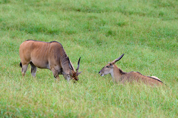 antelopes grazing on a green meadow, animals in their natural environment