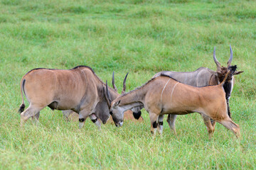antelopes grazing on a green meadow, animals in their natural environment