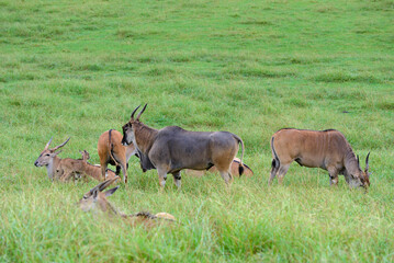 antelopes grazing on a green meadow, animals in their natural environment