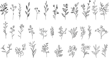 Various types of eucalyptus, silver dollar, baby blue, blue gum, seeded. Hand drawn wedding herb with elegant leaves..