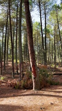 Hiking trail to Maroma peak from el Robledal, Sierra Tejeda, Spain 
