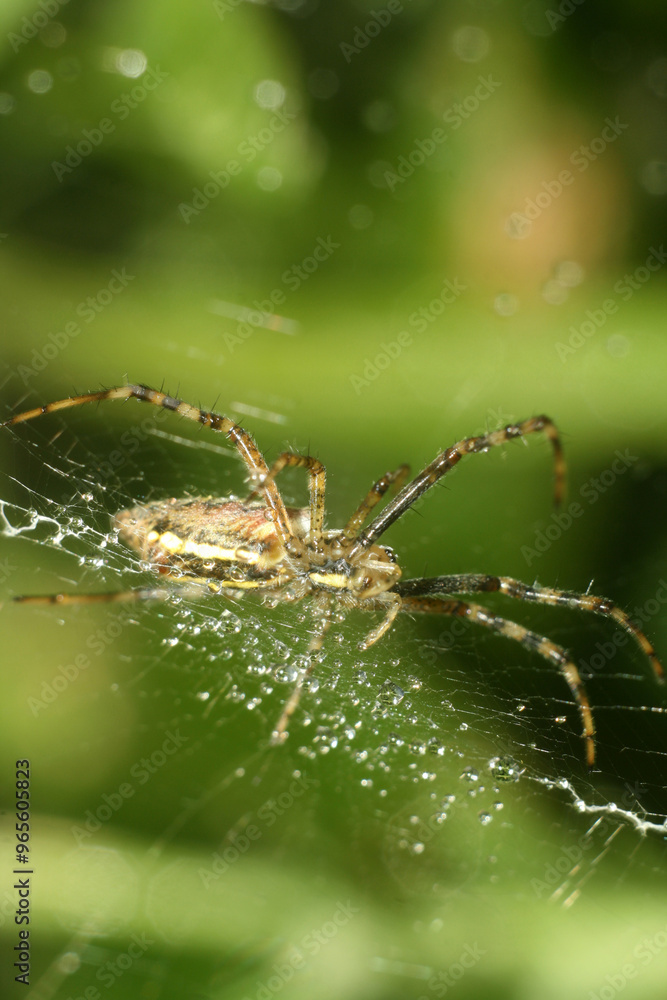 Wall mural spider on web