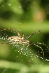 spider on web