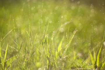 green lawn with dew drops