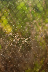 Obraz premium green lawn with dew drops