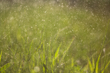 green lawn with dew drops