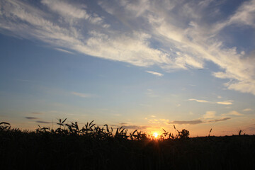 sunset in the field