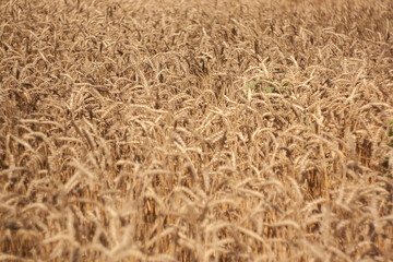 field of wheat