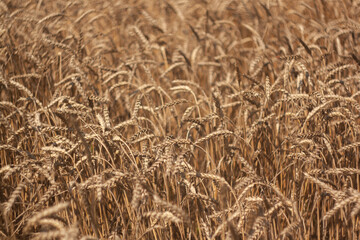 field of wheat