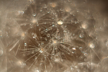 dandelion in dew drops