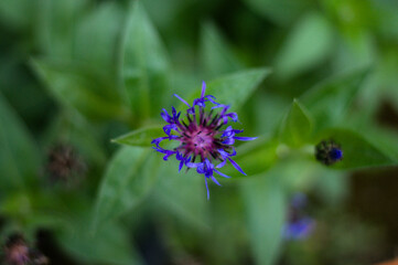 Blue flower blossoming from above