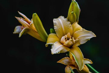 yellow lily flower