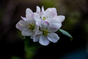 apple flower